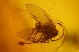 Fossil Moth Fly (Psychodidae) & Spider Jaw in Baltic Amber #166202-1